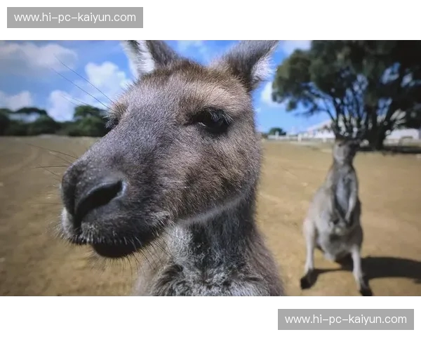 北欧童话碰撞袋鼠军团：当丹麦遇见澳大利亚，绿茵场上的冰与火之歌